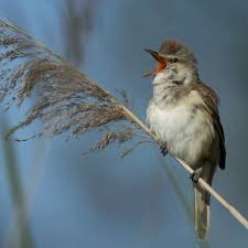 Attēlu rezultāti vaicājumam “Acrocephalus arundinaceus adult”
