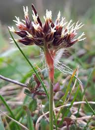 Attēlu rezultāti vaicājumam “Luzula campestris fruit”