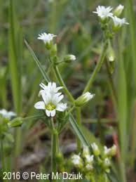 Attēlu rezultāti vaicājumam “Enteridium corticatum young”