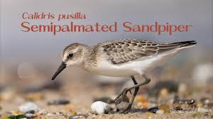 Image result for Calidris pusilla
