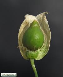 Attēlu rezultāti vaicājumam “Silene chalcedonica fruit”