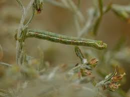 Attēlu rezultāti vaicājumam “Eupithecia subumbrata larva”