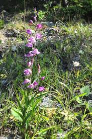 Attēlu rezultāti vaicājumam “Cephalanthera rubra”