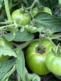 Afbeeldingsresultaat voor millionaire tomato