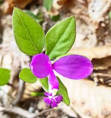 Attēlu rezultāti vaicājumam “Polygalaceae”