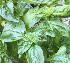 Attēlu rezultāti vaicājumam “Ocimum basilicum leaf”