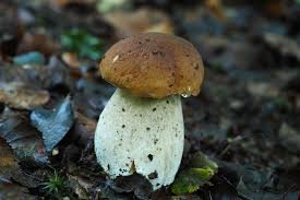Attēlu rezultāti vaicājumam “Boletus edulis”