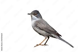 Image result for Sylvia rueppelli