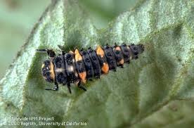 Attēlu rezultāti vaicājumam “Leiodidae larva”