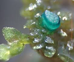 Attēlu rezultāti vaicājumam “Mniaecia jungermanniae”