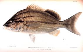 Image result for Haemulon carbonarium