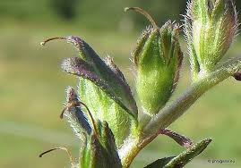 Attēlu rezultāti vaicājumam “Odontites vulgaris fruit”