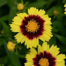 Image result for Coreopsis