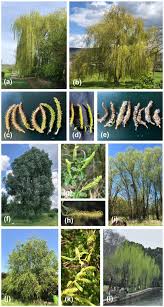 Attēlu rezultāti vaicājumam “Salix triandra male flower”