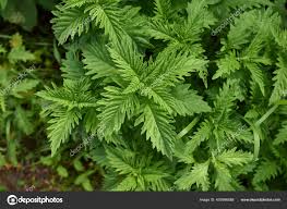 Attēlu rezultāti vaicājumam “Lycopus europaeus leaf”