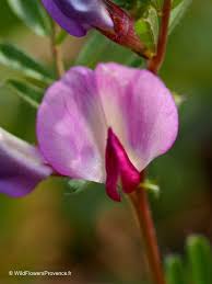 Attēlu rezultāti vaicājumam “Vicia angustifolia flower”