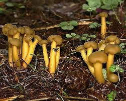 Attēlu rezultāti vaicājumam “Leotia lubrica”