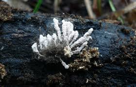 Attēlu rezultāti vaicājumam “Cordyceps farinosa”