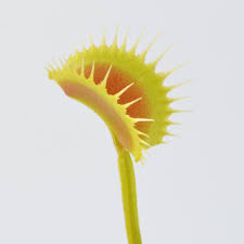 Attēlu rezultāti vaicājumam “Diachea muscorum young”