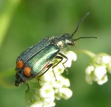 Attēlu rezultāti vaicājumam “Malachius bipustulatus”