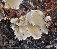 Attēlu rezultāti vaicājumam “Heterobasidion annosum”