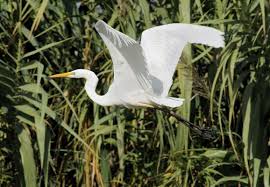 Attēlu rezultāti vaicājumam “Egretta alba adult”