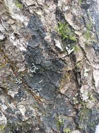 Attēlu rezultāti vaicājumam “Parmeliella triptophylla”