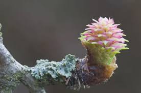 Attēlu rezultāti vaicājumam “Larix decidua flower”