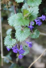 Attēlu rezultāti vaicājumam “Glechoma hederacea flower”