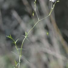 Attēlu rezultāti vaicājumam “Stellaria palustris leaf”