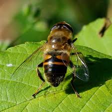 Attēlu rezultāti vaicājumam “Eristalis sp.”