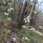 Attēlu rezultāti vaicājumam “Pyrola rotundifolia flower”