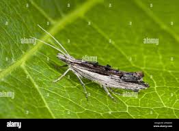 Attēlu rezultāti vaicājumam “Ypsolopha scabrella”