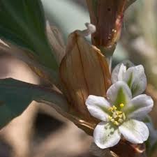 Attēlu rezultāti vaicājumam “Polygonaceae”