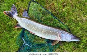 Image result for Esox lucius