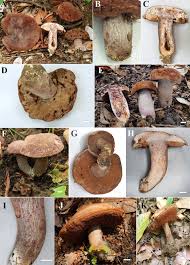 Attēlu rezultāti vaicājumam “Sutorius luridiformis”