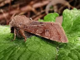 Attēlu rezultāti vaicājumam “Orthosia incerta”