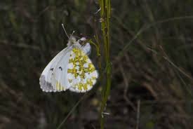 Attēlu rezultāti vaicājumam “Anthocharis cardamines”
