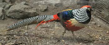 Image result for Chrysolophus amherstiae