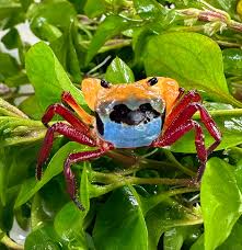 Attēlu rezultāti vaicājumam “Leocarpus sp.”