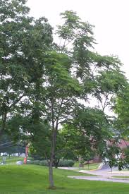 Attēlu rezultāti vaicājumam “Gymnocladus dioicus bud”