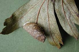 Attēlu rezultāti vaicājumam “Parornix anglicella”