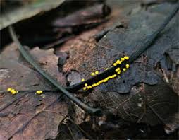 Attēlu rezultāti vaicājumam “Diachea subsessilis”