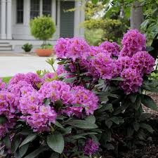 Attēlu rezultāti vaicājumam “rhododendron”
