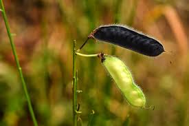Attēlu rezultāti vaicājumam “Cytisus scoparius fruit”
