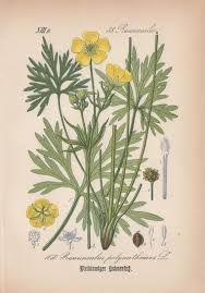 Attēlu rezultāti vaicājumam “Ranunculus polyanthemos”