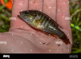Image result for Lepomis cyanellus
