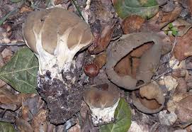 Attēlu rezultāti vaicājumam “Helvella acetabulum”