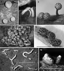 Attēlu rezultāti vaicājumam “Physarum globuliferum stalked”