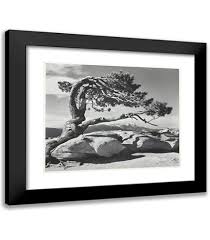 Image result for Ansel Adams Aspens New Mexico